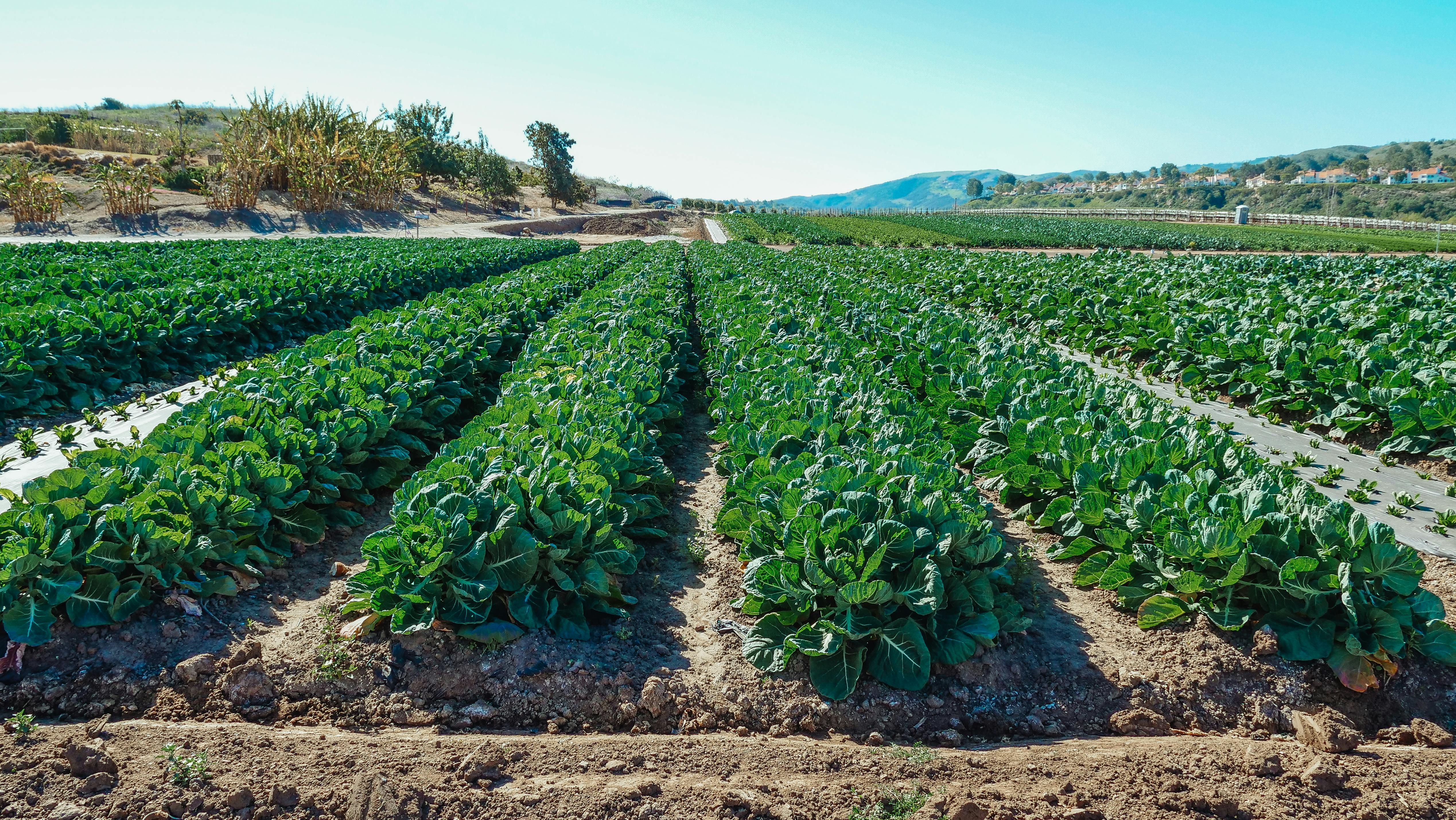 Agriculture